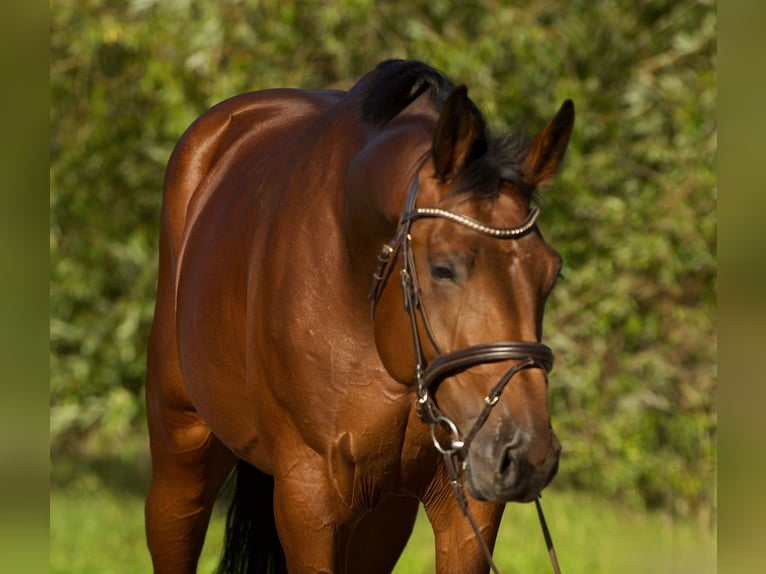KWPN Gelding 4 years 17 hh Brown in &#xD6;cs&#xF6;d