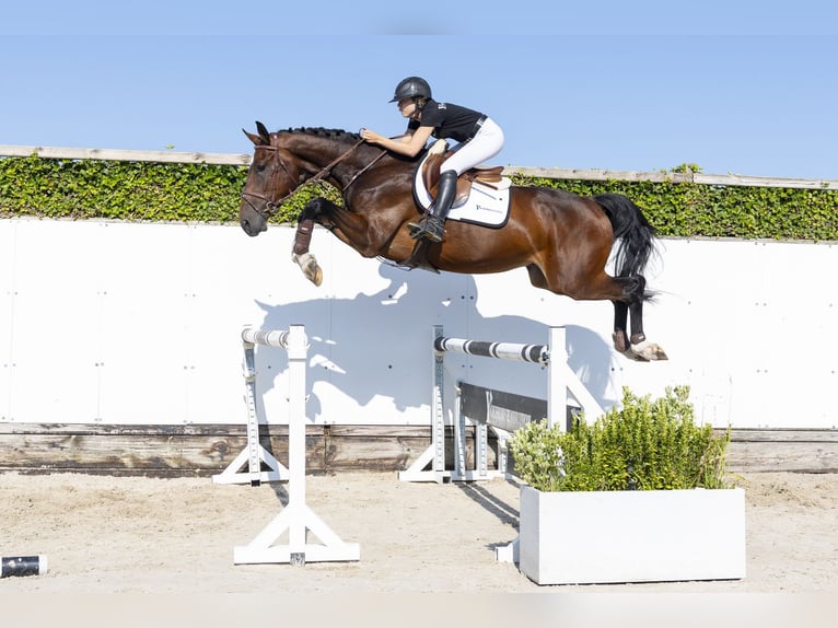 KWPN Gelding 4 years 17 hh Brown in Waddinxveen