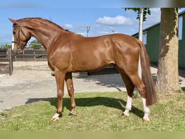 KWPN Gelding 4 years 17 hh Chestnut in Bladel