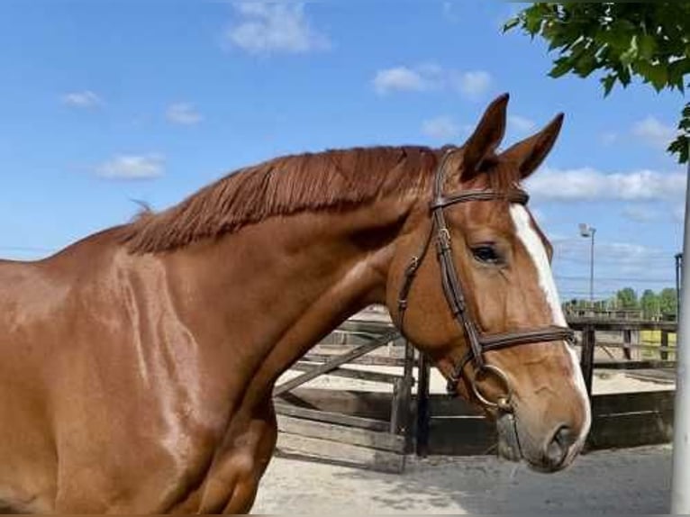 KWPN Gelding 4 years 17 hh Chestnut in Bladel