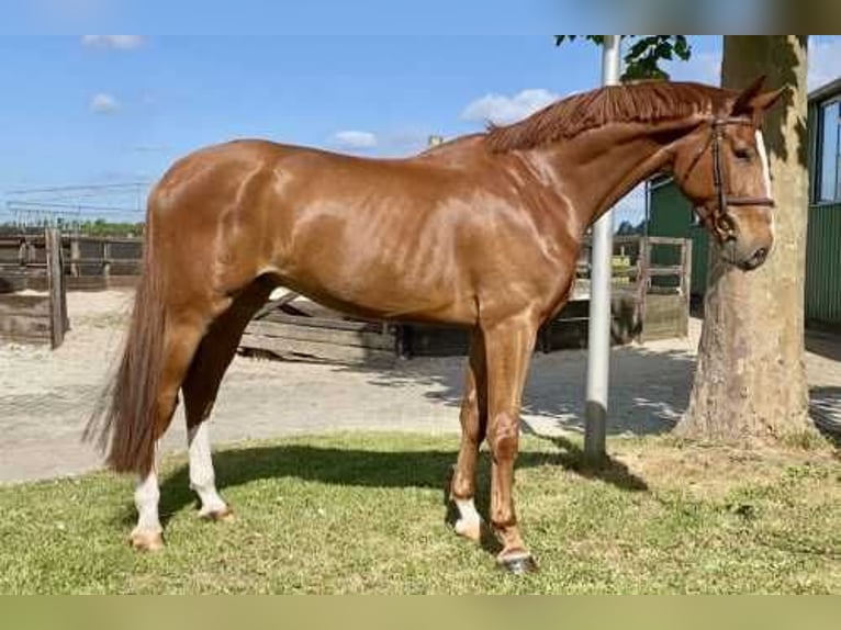 KWPN Gelding 4 years 17 hh Chestnut in Bladel