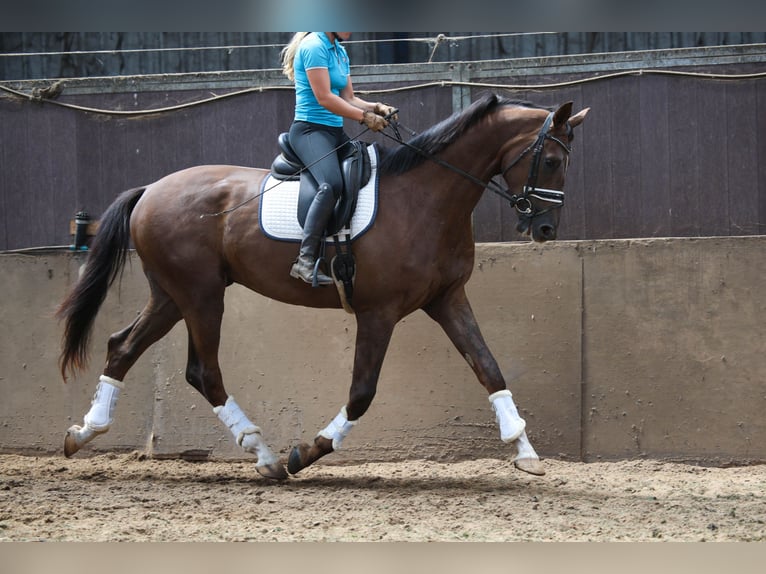 KWPN Gelding 4 years 17 hh Chestnut in Elim