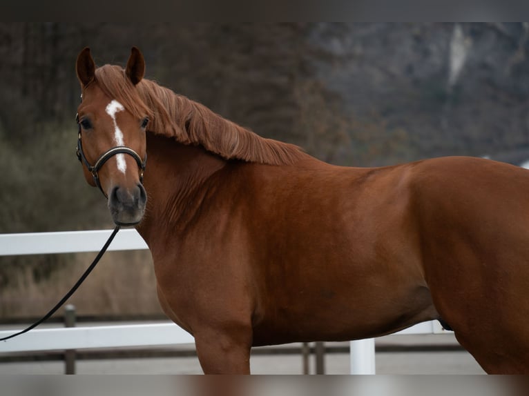 KWPN Gelding 4 years 17 hh Chestnut-Red in Noville