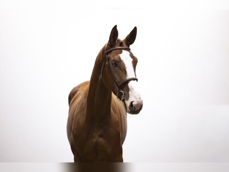 KWPN Gelding 4 years 17 hh Chestnut-Red in Waddinxveen