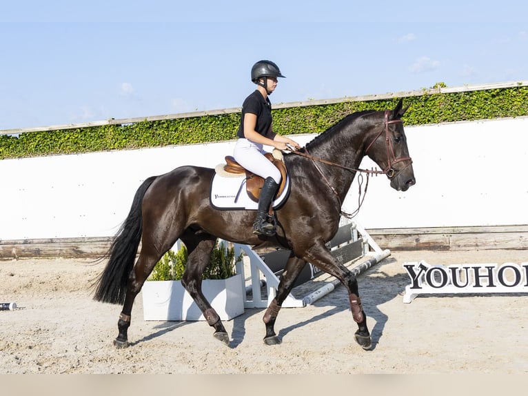 KWPN Gelding 4 years 17 hh Smoky-Black in Waddinxveen