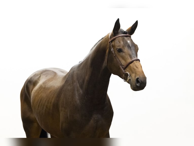 KWPN Gelding 4 years 17,1 hh Bay-Dark in Waddinxveen