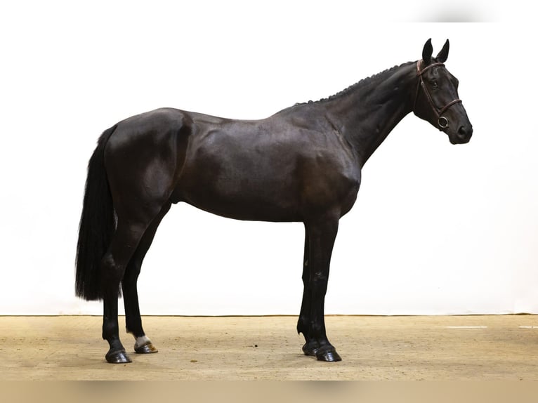 KWPN Gelding 4 years 17,1 hh Black in Waddinxveen