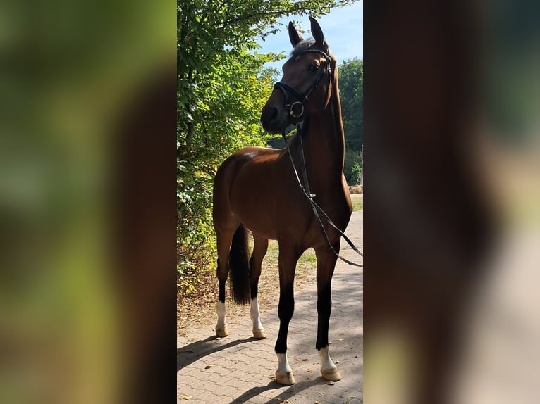 KWPN Gelding 4 years 17,1 hh Brown in Messel