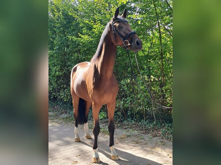KWPN Gelding 4 years 17,1 hh Brown in Messel