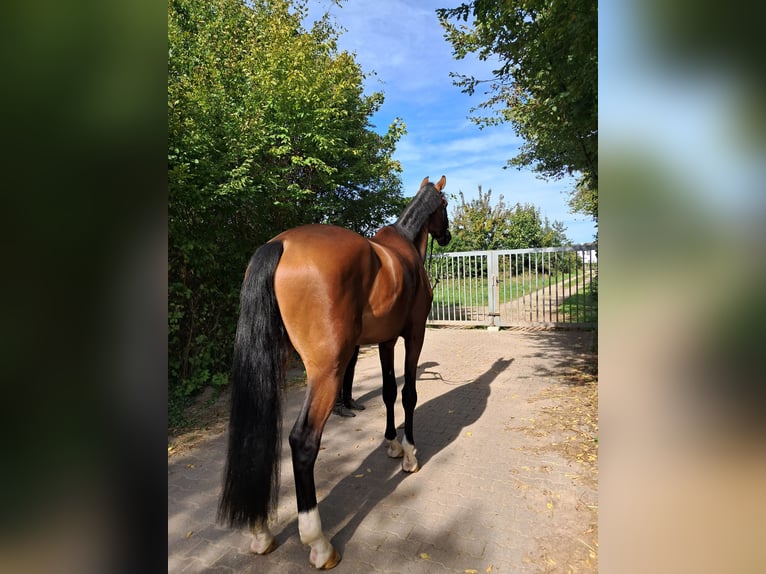 KWPN Gelding 4 years 17,1 hh Brown in Messel