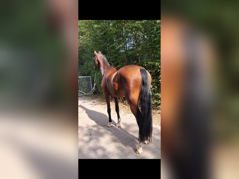 KWPN Gelding 4 years 17,1 hh Brown in Messel
