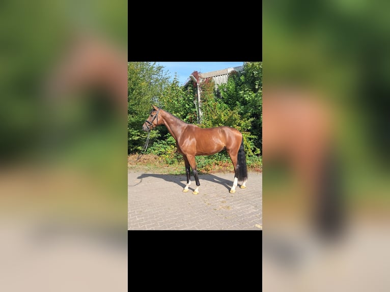 KWPN Gelding 4 years 17,1 hh Brown in Messel