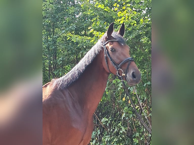 KWPN Gelding 4 years 17,1 hh Brown in Messel