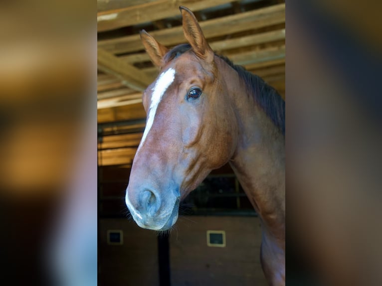 KWPN Gelding 4 years 17,1 hh Brown in Ljubljana