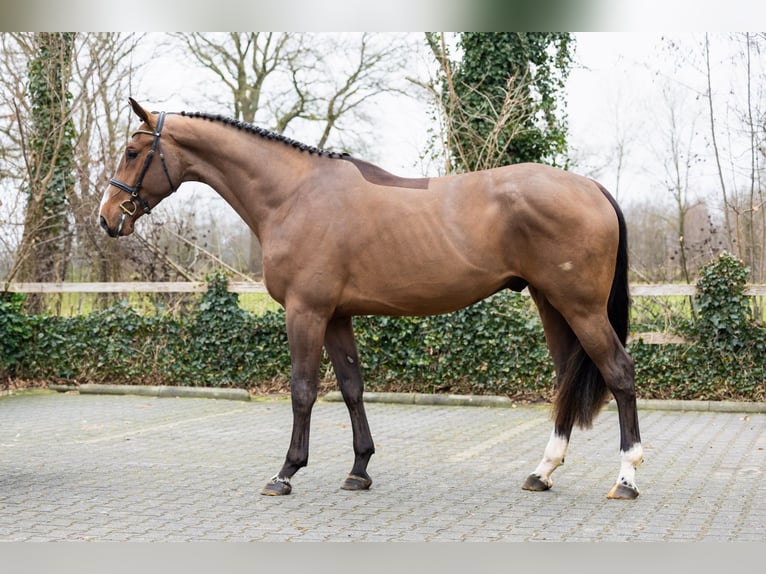 KWPN Gelding 4 years 17,2 hh  in Heerde