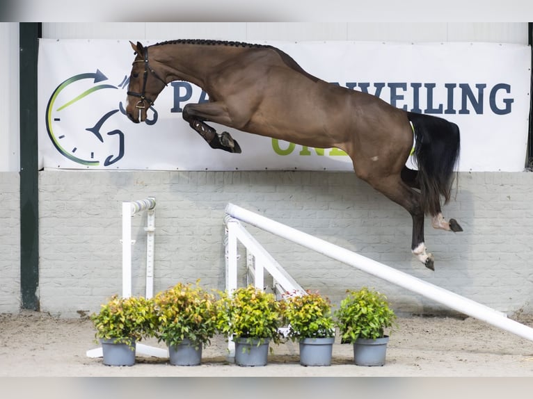 KWPN Gelding 4 years 17,2 hh  in Heerde