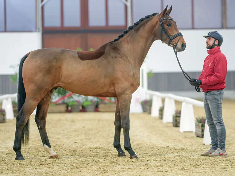 KWPN Gelding 4 years Brown in Münster-Handorf