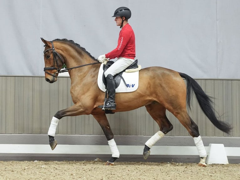 KWPN Gelding 4 years Brown in Münster-Handorf