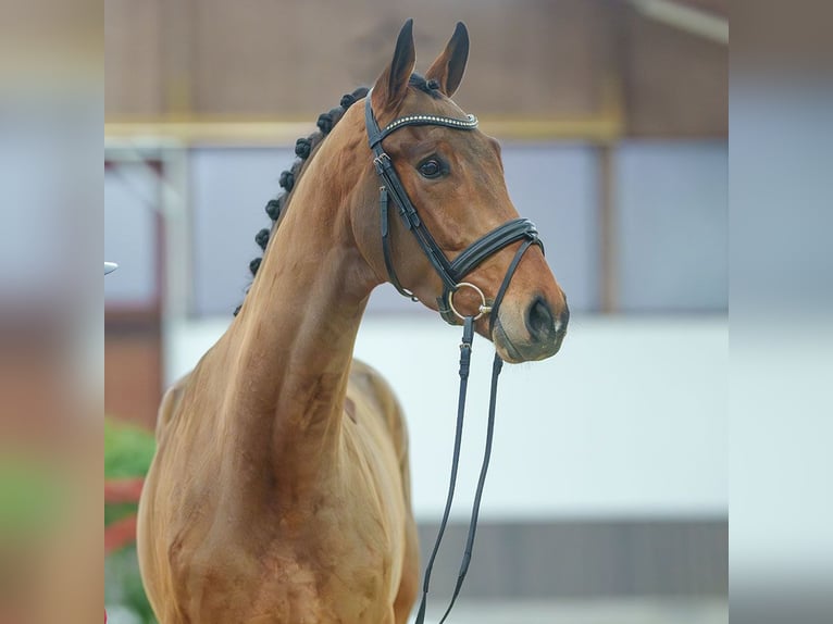 KWPN Gelding 4 years Brown in Münster-Handorf