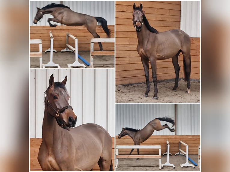 KWPN Gelding 4 years Brown in Den Ham