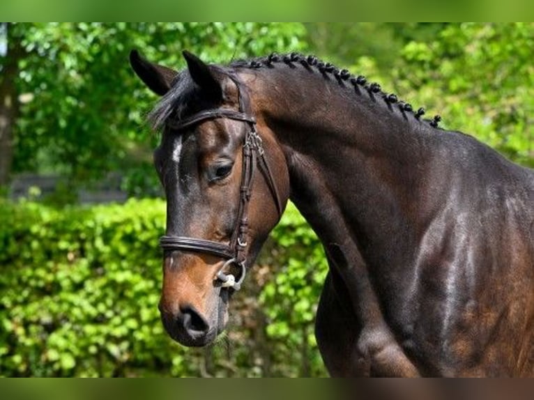 KWPN Gelding 4 years Brown in WK HEERDE