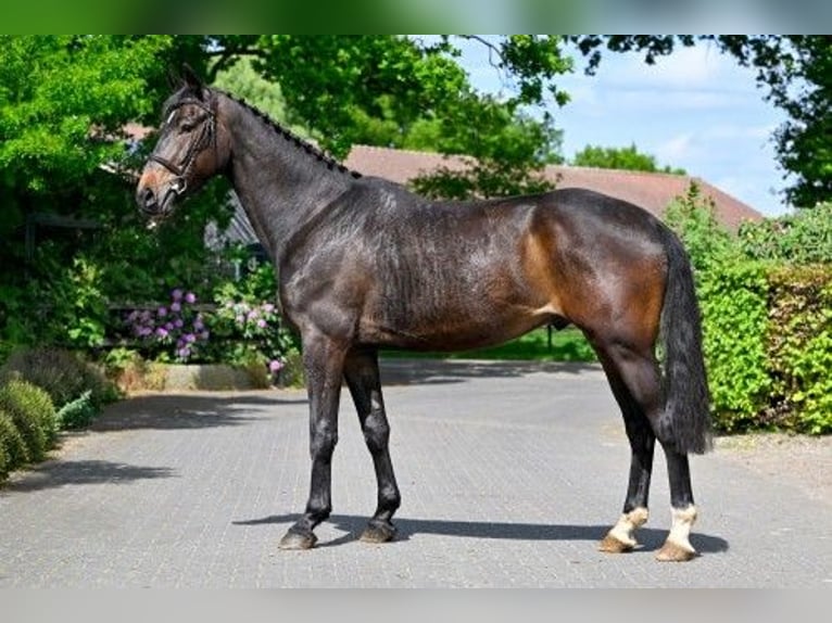 KWPN Gelding 4 years Brown in WK HEERDE