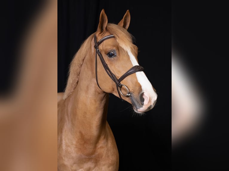 KWPN Gelding 4 years Chestnut-Red in Bladel