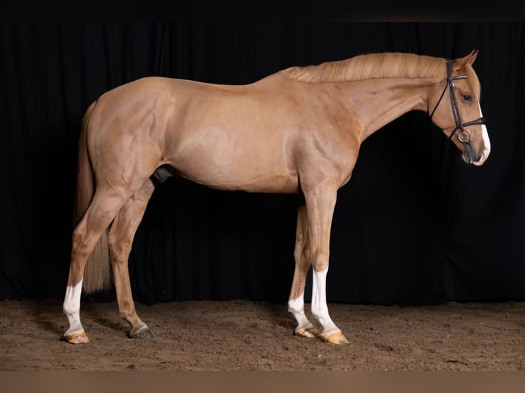 KWPN Gelding 4 years Chestnut-Red in Bladel