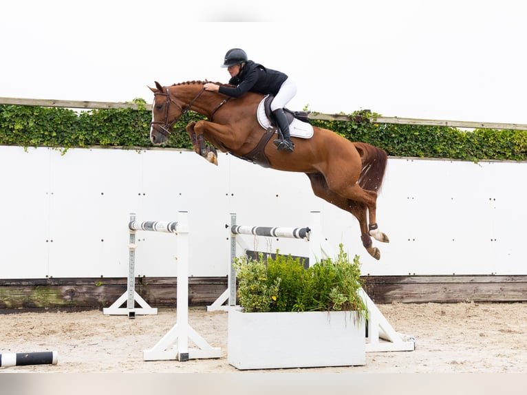 KWPN Gelding 4 years Chestnut-Red in Waddinxveen