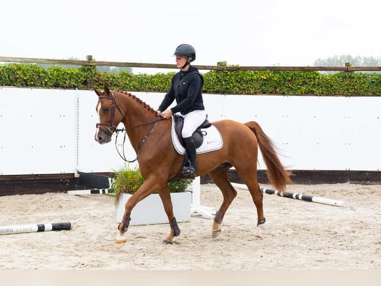 KWPN Gelding 4 years Chestnut-Red in Waddinxveen