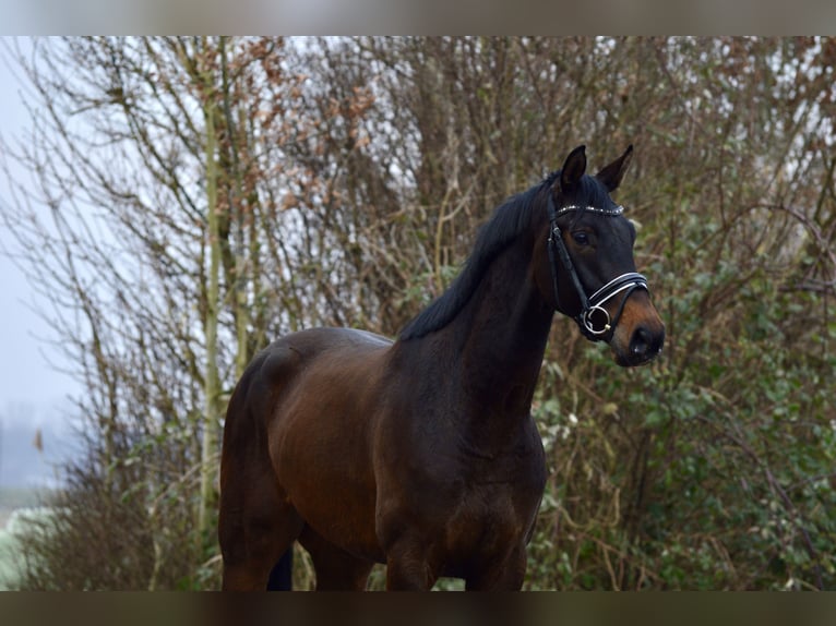 KWPN Gelding 4 years in Swifterbant