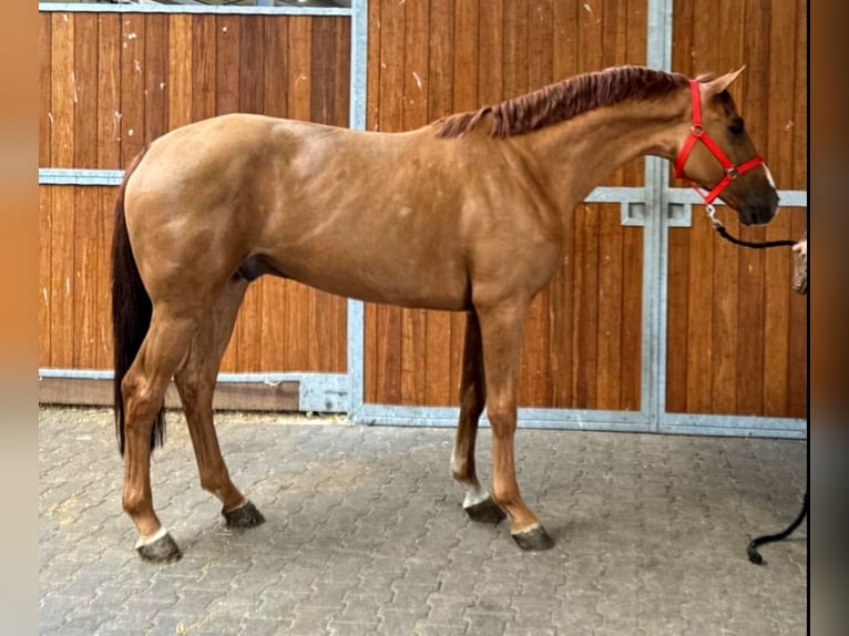 KWPN Gelding 4 years in B&#xE9;k&#xE9;scsaba