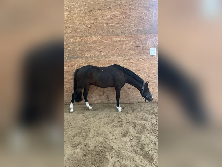 KWPN Gelding 5 years 12,1 hh Bay-Dark in Fuldabrück KWPN Gelding 5 years 12,1 hh Bay-Dark in Fuldabrück