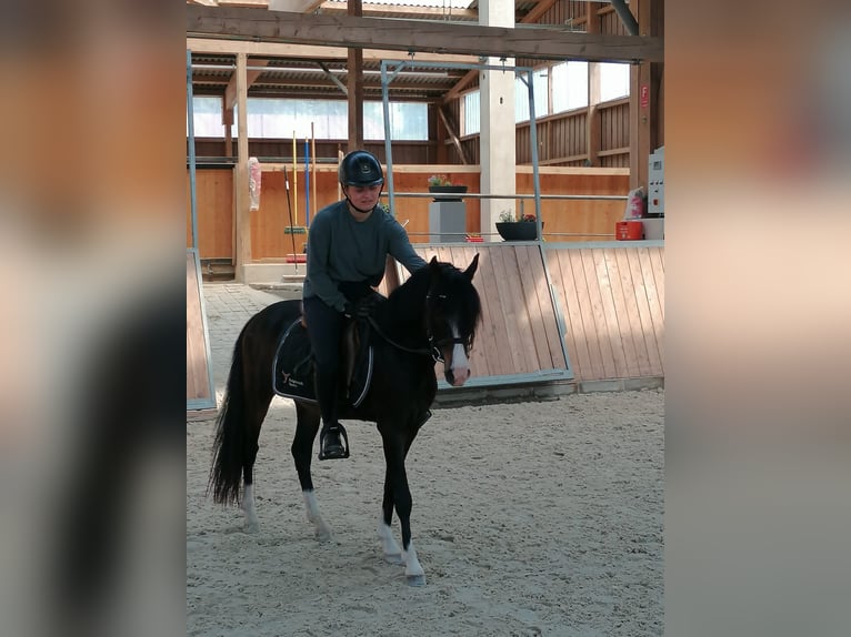 KWPN Gelding 5 years 12,1 hh Bay-Dark in Fuldabrück KWPN Gelding 5 years 12,1 hh Bay-Dark in Fuldabrück