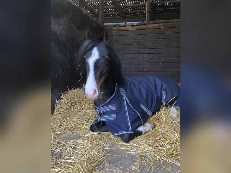 KWPN Gelding 5 years 12,1 hh Bay-Dark in Fuldabrück KWPN Gelding 5 years 12,1 hh Bay-Dark in Fuldabrück