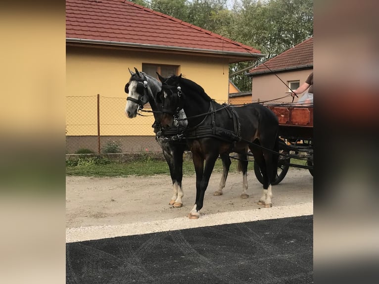 KWPN Gelding 5 years 15,1 hh Bay in Tass