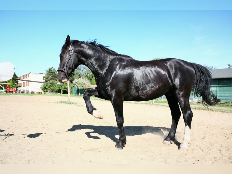 KWPN Gelding 5 years 15,2 hh Black in Budapest