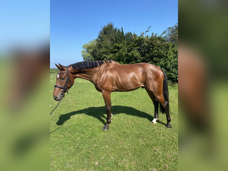 KWPN Gelding 5 years 15,2 hh Brown in Nijland