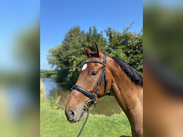 KWPN Gelding 5 years 15,2 hh Brown in Nijland