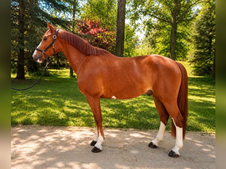KWPN Gelding 5 years 15.2 hh Chestnut-Red in Segovia