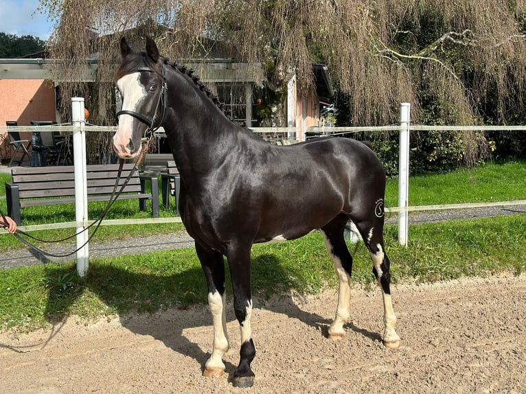 KWPN Gelding 5 years 15,2 hh Pinto in Ruppichteroth