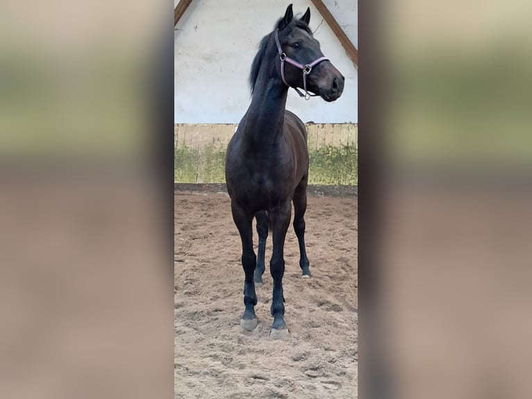 KWPN Gelding 5 years 15,3 hh Bay-Dark in Messel