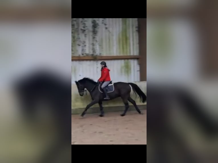 KWPN Gelding 5 years 15,3 hh Bay-Dark in Messel