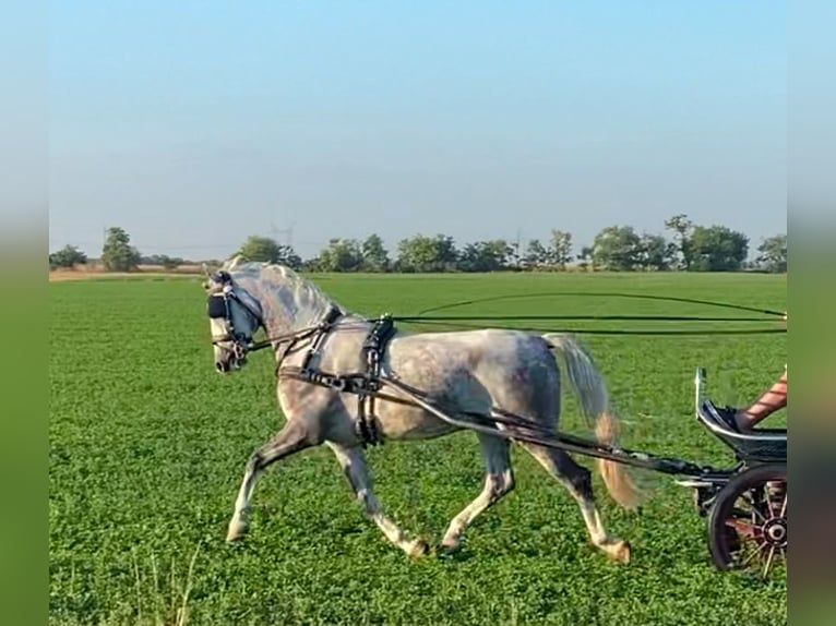 KWPN Gelding 5 years 15,1 hh Grey in Tass