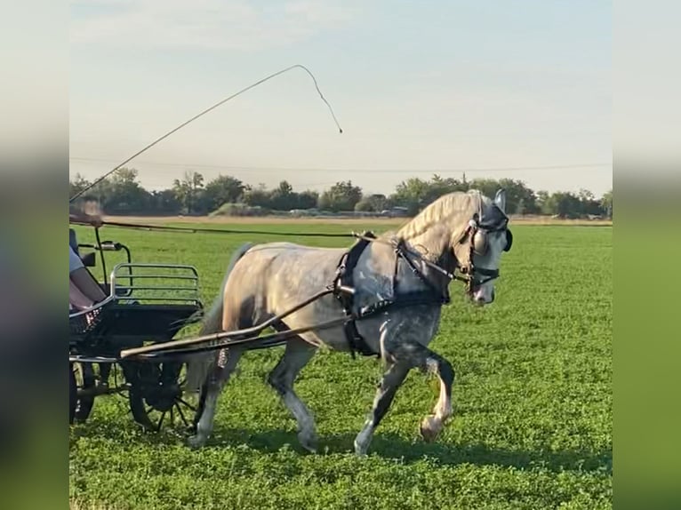 KWPN Gelding 5 years 15,1 hh Grey in Tass