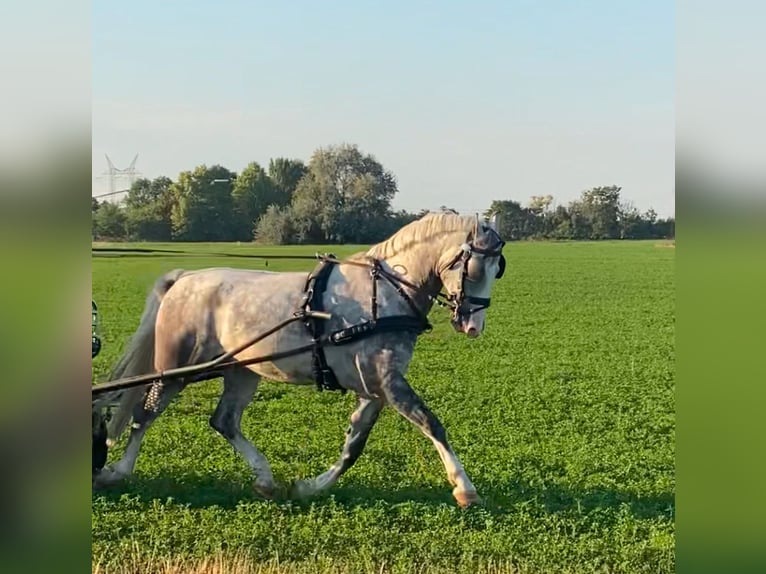 KWPN Gelding 5 years 15,1 hh Grey in Tass
