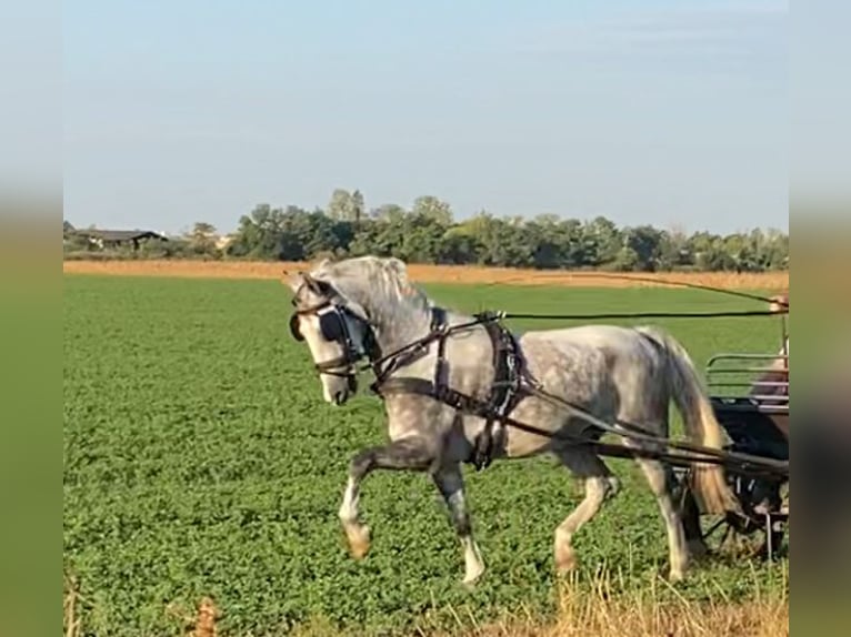 KWPN Gelding 5 years 15,1 hh Grey in Tass