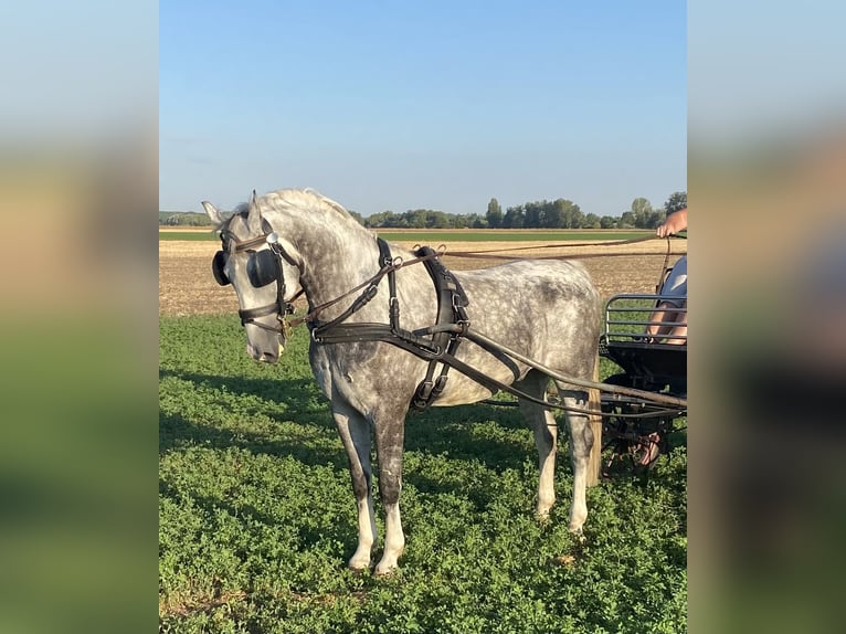 KWPN Gelding 5 years 15,1 hh Grey in Tass