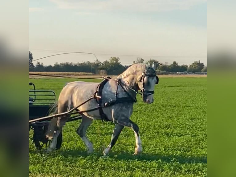 KWPN Gelding 5 years 15,1 hh Grey in Tass
