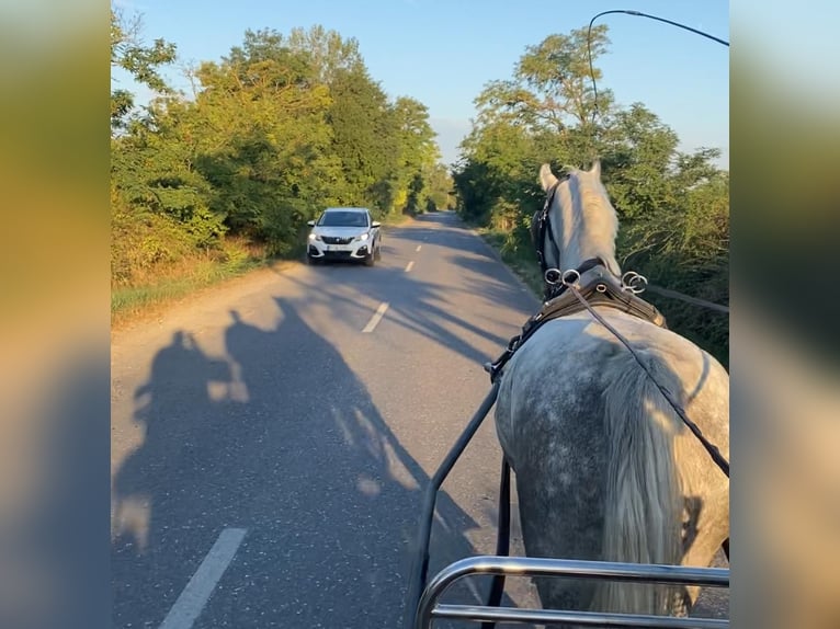 KWPN Gelding 5 years 15,1 hh Grey in Tass